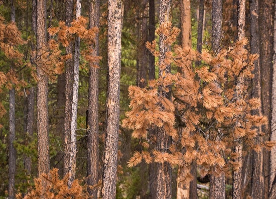 Những cây thông Lodgepole với lá kim đỏ, khô héo do bọ cánh cứng ăn vỏ cây gây ra.
