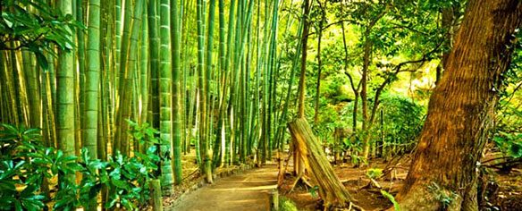 Large Diameter Bamboo Stalks