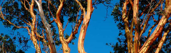 madrone tree