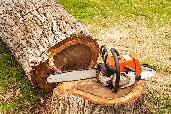 Chainsaw resting on the stump of a freshly cut tree