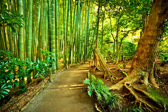 bamboo wood is sustainable