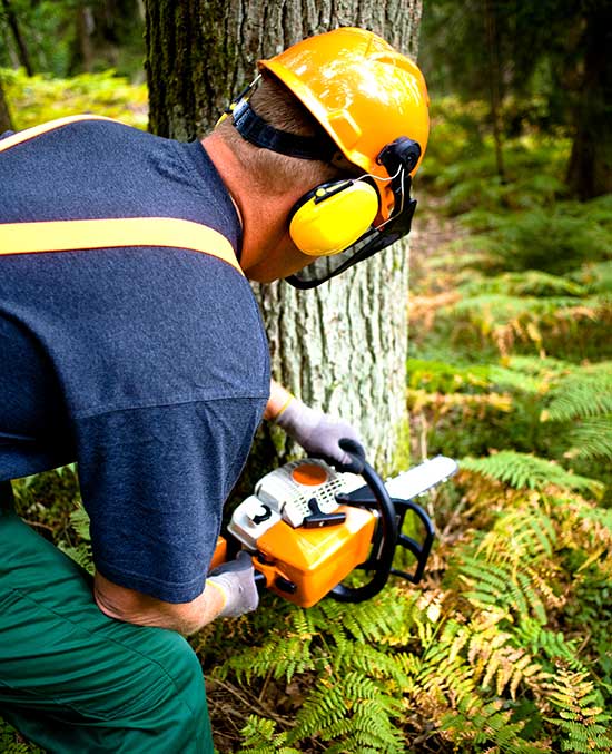 lumberjack sawing a tree
