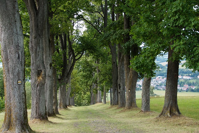 arbres feuillus à bois dur